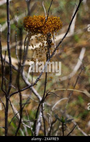 Ragni del ragno tessitore della croce orbe (Araneus diadematus) in habitat naturale, Cipro Foto Stock