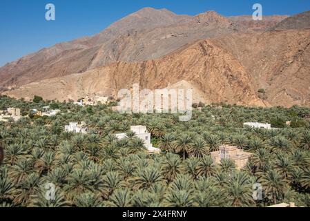 Un'oasi di palme da dattero, Birkat al Mouz, Oman Foto Stock