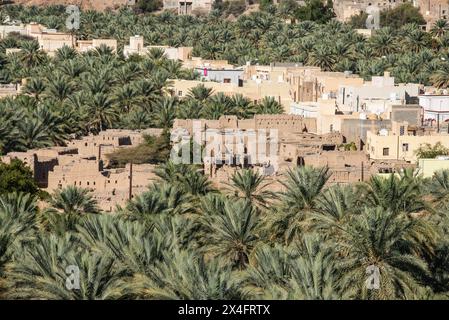 Un'oasi di palme da dattero, Birkat al Mouz, Oman Foto Stock