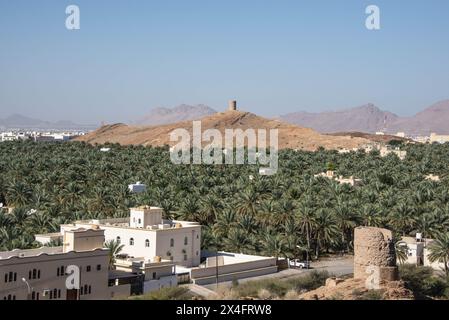 Un'oasi di palme da dattero, Birkat al Mouz, Oman Foto Stock