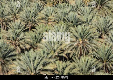 Un'oasi di palme da dattero, Birkat al Mouz, Oman Foto Stock