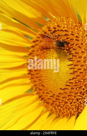 api mellifere che raccolgono polline di girasole e impollinano il fiore, stagione estiva, macro fotografia, coltivazione di colture oleose in india Foto Stock