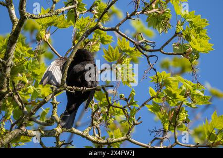 un uccello nero comune seduto sulla corona di un albero d'acero, che pulisce le sue piume tra una sessione di canto e l'altra Foto Stock