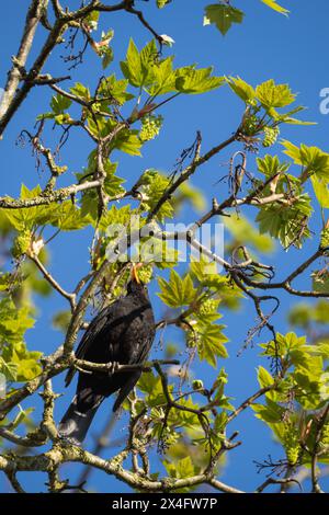 un uccello nero comune seduto in cima ad un albero d'acero, cantando alla ricerca di un partner di accoppiamento Foto Stock