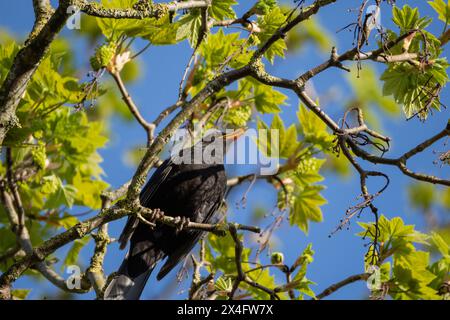 un uccello nero comune seduto sulla corona di un albero d'acero, cantando il suo richiamo di accoppiamento in cerca di un partner di accoppiamento Foto Stock