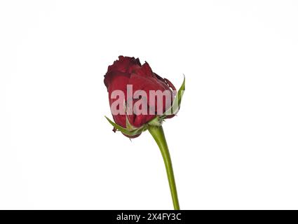 Rosa di fiori rossi su sfondo bianco isolato. Bella rosebud Foto Stock