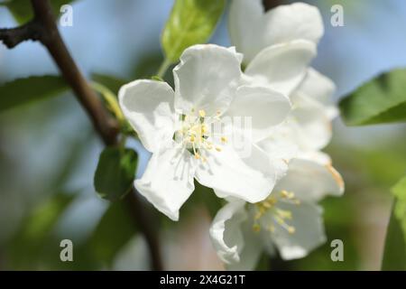 La primavera dell'albero di mele è splendida. Fiore da vicino Foto Stock