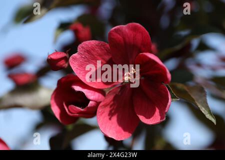 La primavera dell'albero di mele è splendida. Fiore da vicino Foto Stock