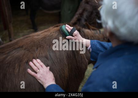 Heusweiler, Germania. 2 maggio 2024. Una donna spazzola un asino. Un gruppo di anziani visita il Centro dell'asino di Neumühle, dove possono infarcare, spalmare e coccolare gli asini. Crediti: Oliver Dietze/dpa/Alamy Live News Foto Stock