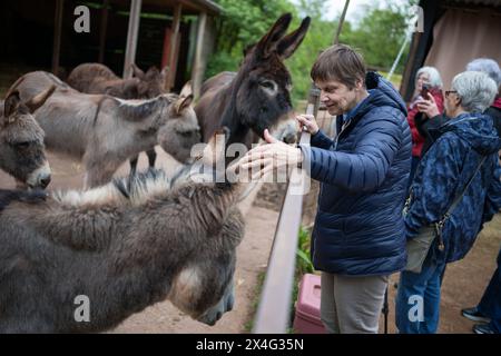 Heusweiler, Germania. 2 maggio 2024. Una donna colpisce un asino. Un gruppo di anziani visita il Centro dell'asino di Neumühle, dove possono infarcare, spalmare e coccolare gli asini. Crediti: Oliver Dietze/dpa/Alamy Live News Foto Stock