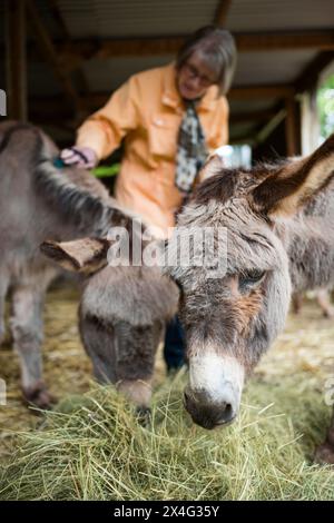 Heusweiler, Germania. 2 maggio 2024. Una donna spazzola un asino. Un gruppo di anziani visita il Centro dell'asino di Neumühle, dove possono infarcare, spalmare e coccolare gli asini. Crediti: Oliver Dietze/dpa/Alamy Live News Foto Stock