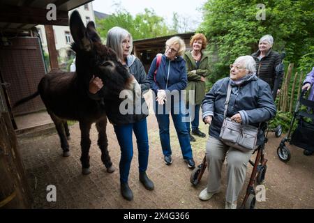 Heusweiler, Germania. 2 maggio 2024. Le donne stanno con un asino. Un gruppo di anziani visita il centro degli asini di Neumühle, dove possono infarcare, spalmare e coccolare gli asini. Crediti: Oliver Dietze/dpa/Alamy Live News Foto Stock