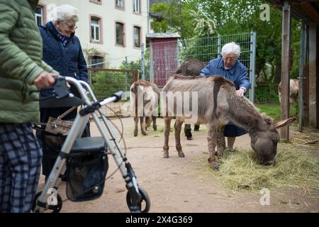 Heusweiler, Germania. 2 maggio 2024. Una donna colpisce un asino. Un gruppo di anziani visita il Centro dell'asino di Neumühle, dove possono infarcare, spalmare e coccolare gli asini. Crediti: Oliver Dietze/dpa/Alamy Live News Foto Stock