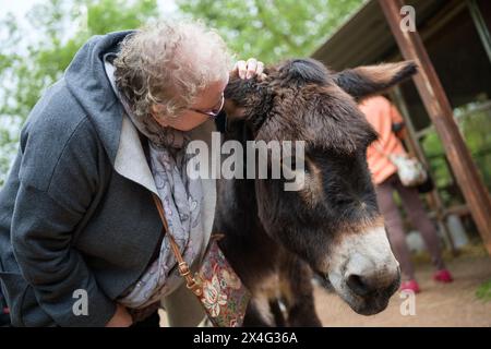 Heusweiler, Germania. 2 maggio 2024. Una donna esprime un desiderio nell'orecchio di un asino. Un gruppo di anziani visita il Centro dell'asino di Neumühle, dove possono infarcare, spalmare e coccolare gli asini. Crediti: Oliver Dietze/dpa/Alamy Live News Foto Stock