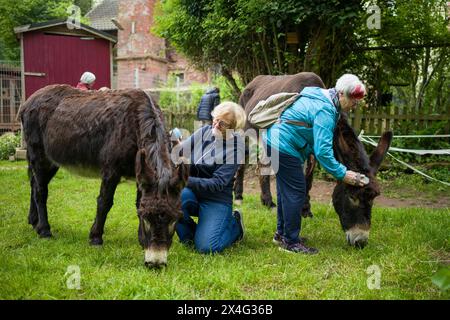 Heusweiler, Germania. 2 maggio 2024. Due donne spazzolano gli asini. Un gruppo di anziani visita il Centro dell'asino di Neumühle, dove possono infarcare, spalmare e coccolare gli asini. Crediti: Oliver Dietze/dpa/Alamy Live News Foto Stock