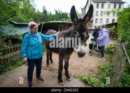 Heusweiler, Germania. 2 maggio 2024. Una donna colpisce un asino. Un gruppo di anziani visita il Centro dell'asino di Neumühle, dove possono infarcare, spalmare e coccolare gli asini. Crediti: Oliver Dietze/dpa/Alamy Live News Foto Stock