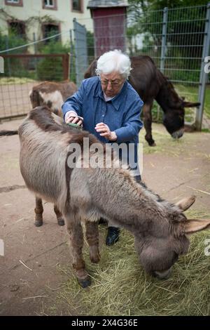 Heusweiler, Germania. 2 maggio 2024. Una donna colpisce un asino. Un gruppo di anziani visita il Centro dell'asino di Neumühle, dove possono infarcare, spalmare e coccolare gli asini. Crediti: Oliver Dietze/dpa/Alamy Live News Foto Stock