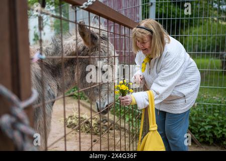 Heusweiler, Germania. 2 maggio 2024. Una donna tiene dei fiori per un asino. Un gruppo di anziani visita il Centro dell'asino di Neumühle, dove possono infarcare, spalmare e coccolare gli asini. Crediti: Oliver Dietze/dpa/Alamy Live News Foto Stock