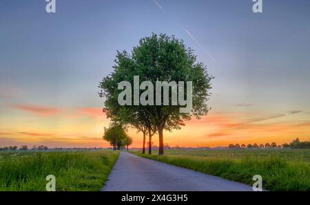 Questa immagine cattura un tranquillo percorso rurale all'alba, con il cielo dipinto in vibranti tonalità di arancione, giallo e blu. Una fila di maestosi alberi custodisce lungo il sentiero, le loro foglie bagnate dalla luce del mattino presto. La scena è tranquilla e invitante, offrendo una perfetta miscela di bellezza naturale e tranquillità tipica della campagna all'alba. Sunrise Serenity on a Rural Path: Vibrante Alba con alberi maestosi. Foto di alta qualità Foto Stock