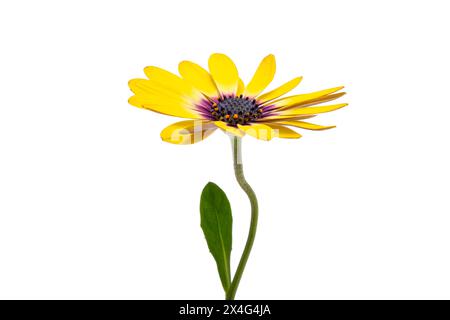 Camomilla africana, osteosperum isolato su sfondo bianco Foto Stock