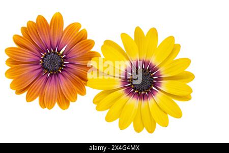 Camomilla africana, osteosperum isolato su sfondo bianco Foto Stock