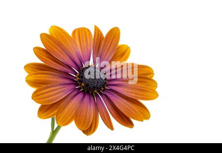 Camomilla africana, osteosperum isolato su sfondo bianco Foto Stock