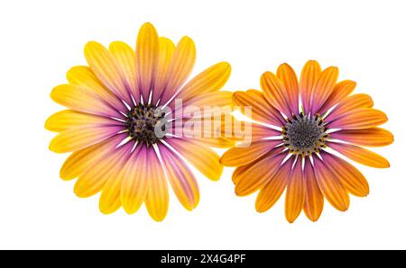 Camomilla africana, osteosperum isolato su sfondo bianco Foto Stock