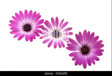 Camomilla africana, osteosperum isolato su sfondo bianco Foto Stock