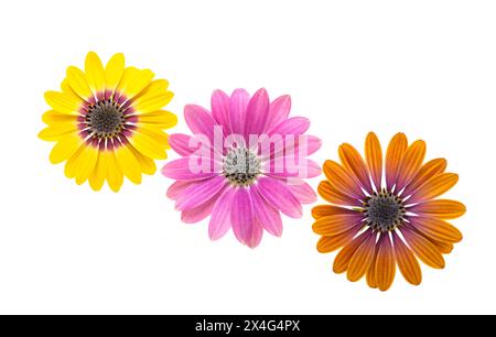 Camomilla africana, osteosperum isolato su sfondo bianco Foto Stock