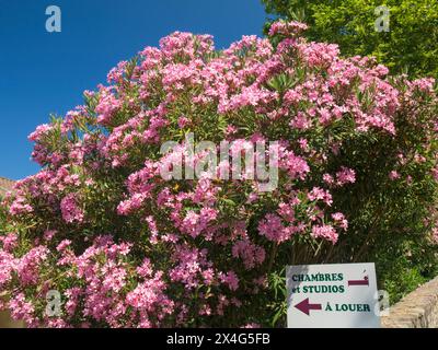 Patrimonio, Haute-Corse, Corsica, Francia. Fioritura di oleandri rosa e insegna le camere e i monolocali del villaggio da affittare. Foto Stock