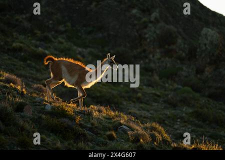 Guanaco cammina lungo la collina rocciosa al tramonto Foto Stock