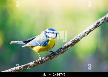 Cyanistes caeruleus o Herrerillo Comun su un ramo Foto Stock