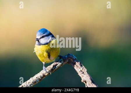 Cyanistes caeruleus o Herrerillo Comun su un ramo Foto Stock