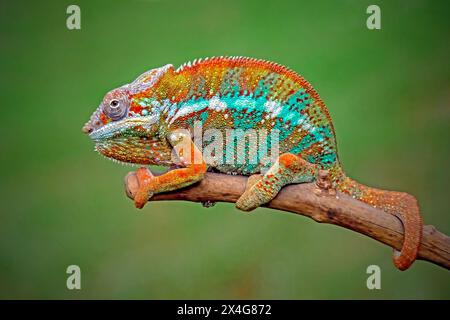 primo piano camaleonte panthera sulla diramazione Foto Stock