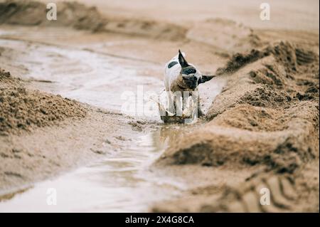 Cucciolo che gioca nella sabbia e nell'acqua Foto Stock