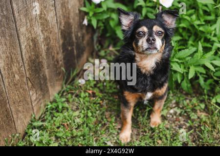 Un'attenta abbronzatura Chihuahua in un giardino lussureggiante Foto Stock