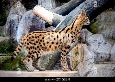 Serval -Leptailurus serval- cammina Foto Stock