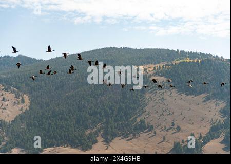 Stormo di oche in volo sul paesaggio montano autunnale Foto Stock