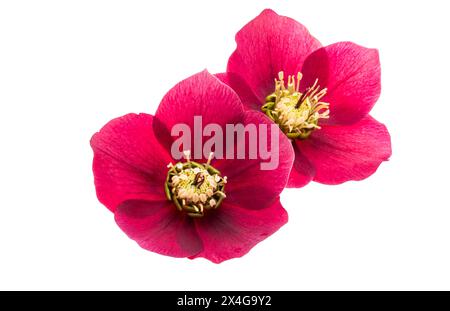 fiori di celio rossi isolati su sfondo bianco Foto Stock