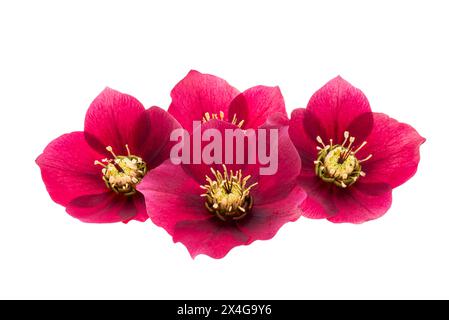 fiori di celio rossi isolati su sfondo bianco Foto Stock