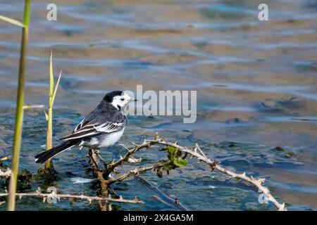 Una coda d'acqua pied, Motacilla alba, ai margini della palude d'acqua dolce presso la riserva ornitologica RSPB Titchwell. Foto Stock