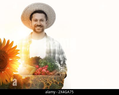 Doppia esposizione del coltivatore e del campo di girasole su sfondo bianco Foto Stock