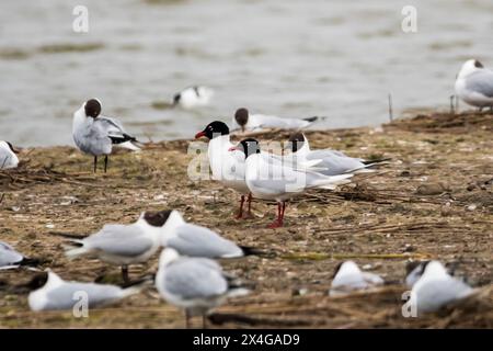 Un paio di gabbiani mediterranei, Larus melanocephalus, tra gabbiani dalla testa nera al RSPB Titchwell nel Norfolk. Foto Stock