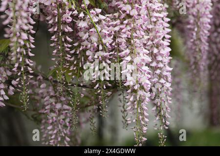 Bellissimi fiori di glicine nel giardino di primavera. La bellezza della primavera Foto Stock