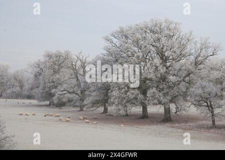 Pecore che pascolano in un campo a Cornbury Park, Charlbury nell'Oxfordshire, nel Regno Unito Foto Stock