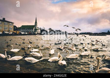 La Chiesa libera di Reykjavik è una chiesa della congregazione luterana libera dell'Islanda. Sullo sfondo di anatre e oche nel centro della città. Foto Stock