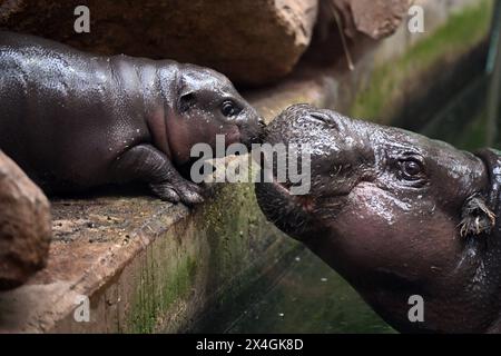 Duisburg, Germania. 3 maggio 2024. Il cucciolo di ippopotamo di diverse settimane Mufaro e la madre Ayoka nel loro recinto allo zoo di Duisburg. Il cucciolo è nato il 7 aprile 2024 ed è stato presentato al pubblico. Crediti: Federico Gambarini/dpa/Alamy Live News Foto Stock