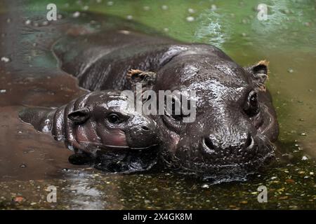 Duisburg, Germania. 3 maggio 2024. Il cucciolo di ippopotamo di diverse settimane Mufaro e la madre Ayoka nel loro recinto allo zoo di Duisburg. Il cucciolo è nato il 7 aprile 2024 ed è stato presentato al pubblico. Crediti: Federico Gambarini/dpa/Alamy Live News Foto Stock