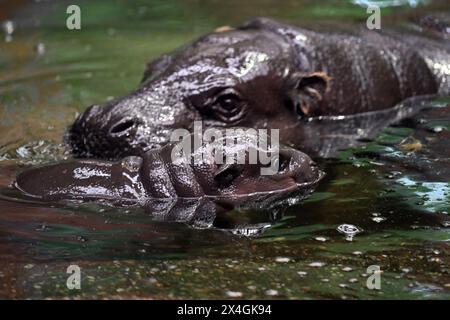 Duisburg, Germania. 3 maggio 2024. Il cucciolo di ippopotamo di diverse settimane Mufaro e la madre Ayoka nel loro recinto allo zoo di Duisburg. Il cucciolo è nato il 7 aprile 2024 ed è stato presentato al pubblico. Crediti: Federico Gambarini/dpa/Alamy Live News Foto Stock