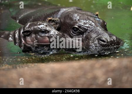 Duisburg, Germania. 3 maggio 2024. Il cucciolo di ippopotamo di diverse settimane Mufaro e la madre Ayoka nel loro recinto allo zoo di Duisburg. Il cucciolo è nato il 7 aprile 2024 ed è stato presentato al pubblico. Crediti: Federico Gambarini/dpa/Alamy Live News Foto Stock